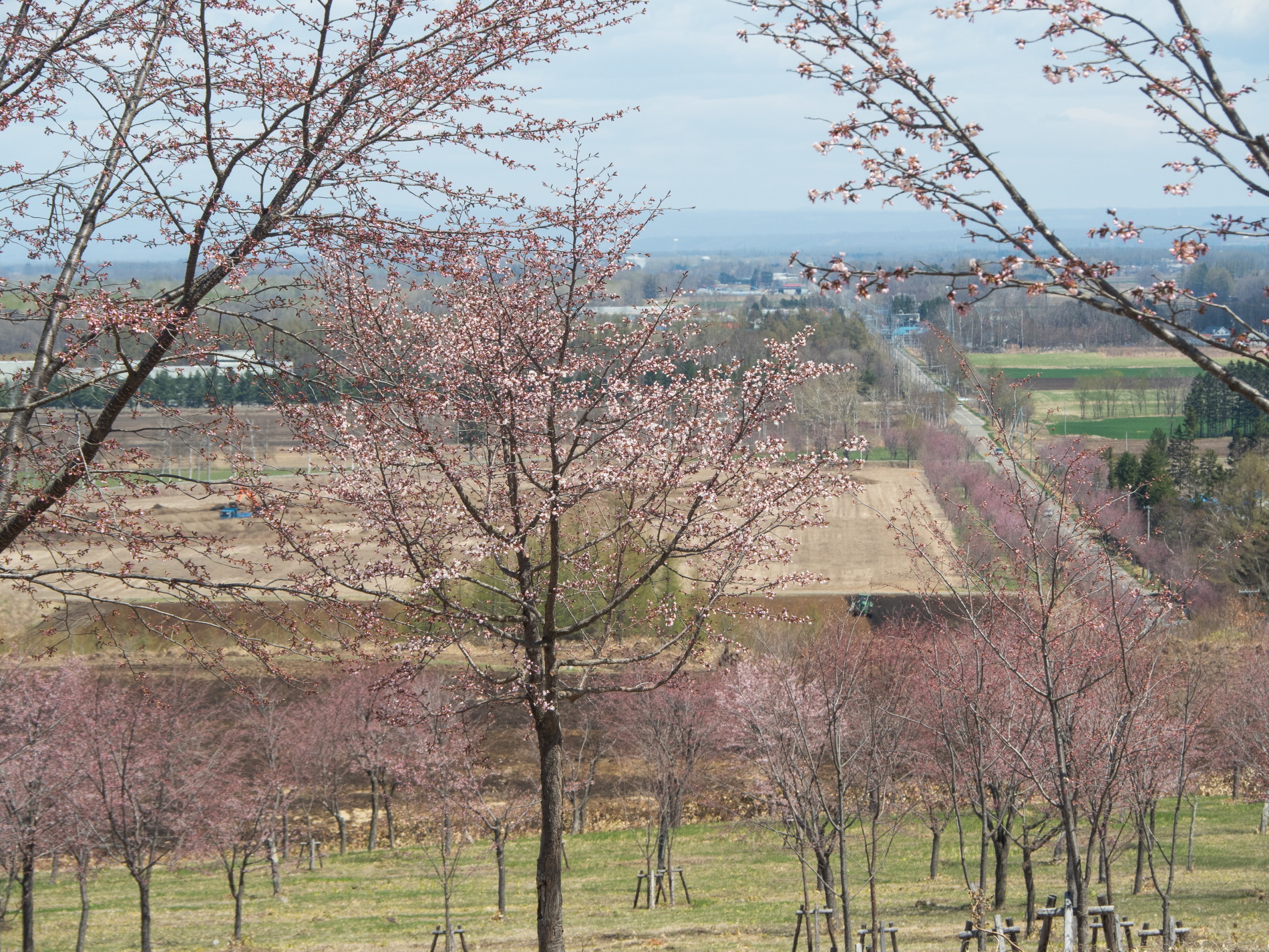 中札内の農村風景も春本番”桜六花公園”のサクラも開花。（ブログ 