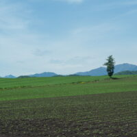 5月下旬、新緑のこの季節・・中札内村の農村風景がお勧め!