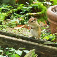 いつの間にか秋の気配が・・3匹同時にシマリスさんがやって来ました!