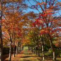 中札内美術村(六花亭アートビレッジ)の紅葉は素晴らしいです。