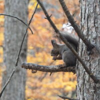 絶景のカラマツ紅葉とエゾリス君、冬眠直前のシマリスさん。